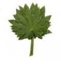 ΦΑΤΣΙΑ   -FATSIA  JAPONICA BLAD